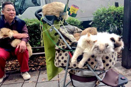 Tóquio: Homem passeia com nove gatos em carrinho de bebê